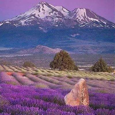 三张牌下载金花免费